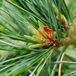 Korean Nut Pine Cedar (Pinus Koraiensis) 5 seeds