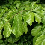 Persian Ironwood (Parrotia Persica) 5 seeds