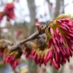 Persian Ironwood (Parrotia Persica) 5 seeds