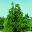 Lacebark Pine (Pinus Bungeana) 5 seeds