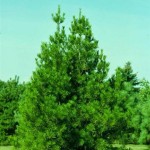 Lacebark Pine (Pinus Bungeana) 5 seeds