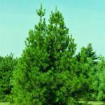 Lacebark Pine (Pinus Bungeana) 10 seeds