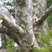 Lacebark Pine (Pinus Bungeana) 5 seeds