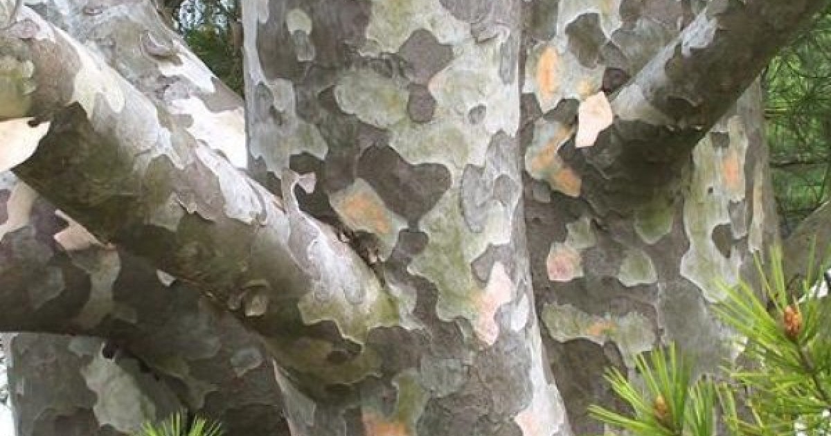 Buy Pinus Bungeana Tree Seeds Plant White Pine For Chinese Bai Pi Song Buy Pinus Bungeana Tree Seeds Plant White Pine For Chinese Bai Pi Song