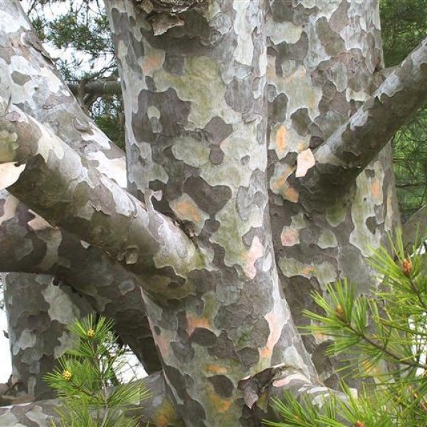 Buy Lacebark Pine (Pinus Bungeana) 5 seeds online :: Seeds ...