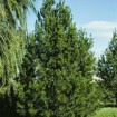 Lacebark Pine (Pinus Bungeana) 10 seeds