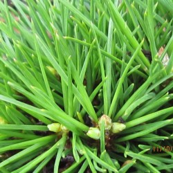 Lacebark Pine (Pinus Bungeana) 10 seeds