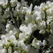 White Spanish Broom (Cytisus Multiflorus Alba) 2 seeds