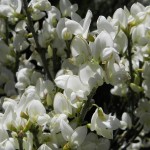 White Spanish Broom (Cytisus Multiflorus Alba) 100 seeds