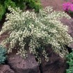 White Spanish Broom (Cytisus Multiflorus Alba) 2 seeds