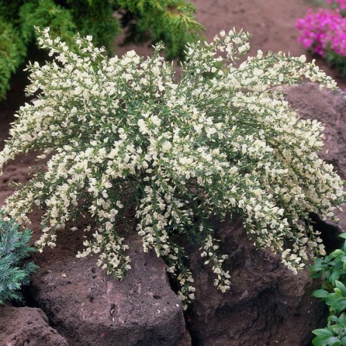 White Spanish Broom (Cytisus Multiflorus Alba) 100 seeds