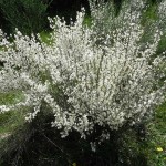 White Spanish Broom (Cytisus Multiflorus Alba) 100 seeds