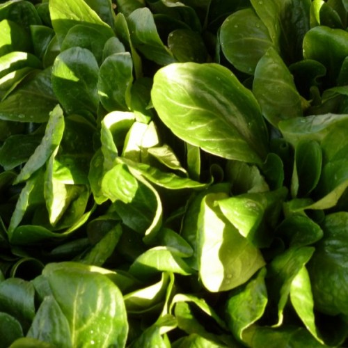 Lamb's Lettuce (Valerianella Locusta) 200 seeds