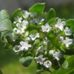 Lamb's Lettuce (Valerianella Locusta) 100 seeds