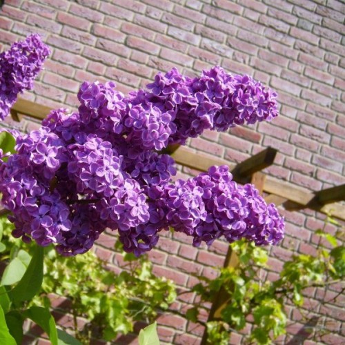 Late Lilac (Syringa Villosa) 15 seeds