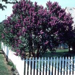 Late Lilac (Syringa Villosa) 15 seeds