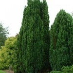 Lawson Cypress (Chamaecyparis Lawsoniana) 30 seeds