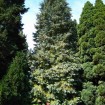 Lawson Cypress (Chamaecyparis Lawsoniana) 50 seeds