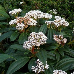 Leather Leaf Viburnum (Viburnum Rhytidophyllum) 15 seeds