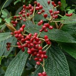 Leather Leaf Viburnum (Viburnum Rhytidophyllum) 15 seeds