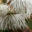 Lemon Scented Gum (Eucalyptus Citriodora) 10 seeds