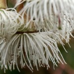 Lemon Scented Gum (Eucalyptus Citriodora) 25 seeds