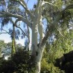 Lemon Scented Gum (Eucalyptus Citriodora) 25 seeds