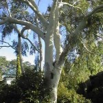 Lemon Scented Gum (Eucalyptus Citriodora) 50 seeds