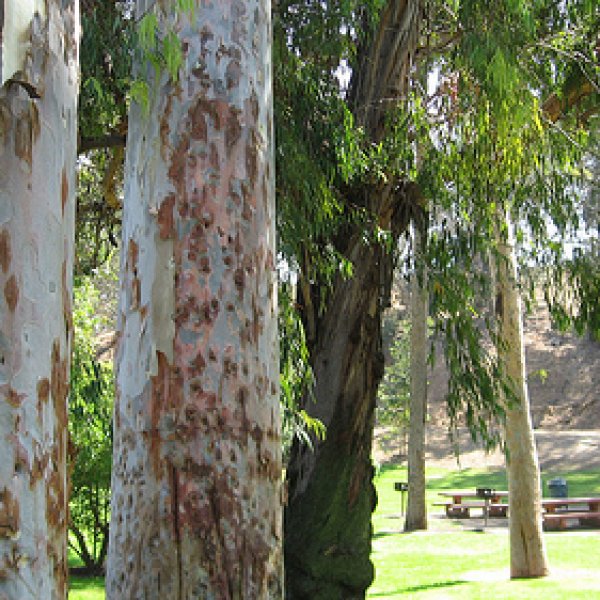 Eucalyptus Citriodora 20 seeds Seeds Eucalyptus Citrate lemon-scented Gum
