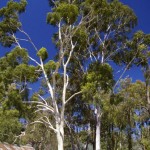 Lemon Scented Gum (Eucalyptus Citriodora) 10 seeds