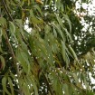 Lemon Scented Gum (Eucalyptus Citriodora) 100 seeds