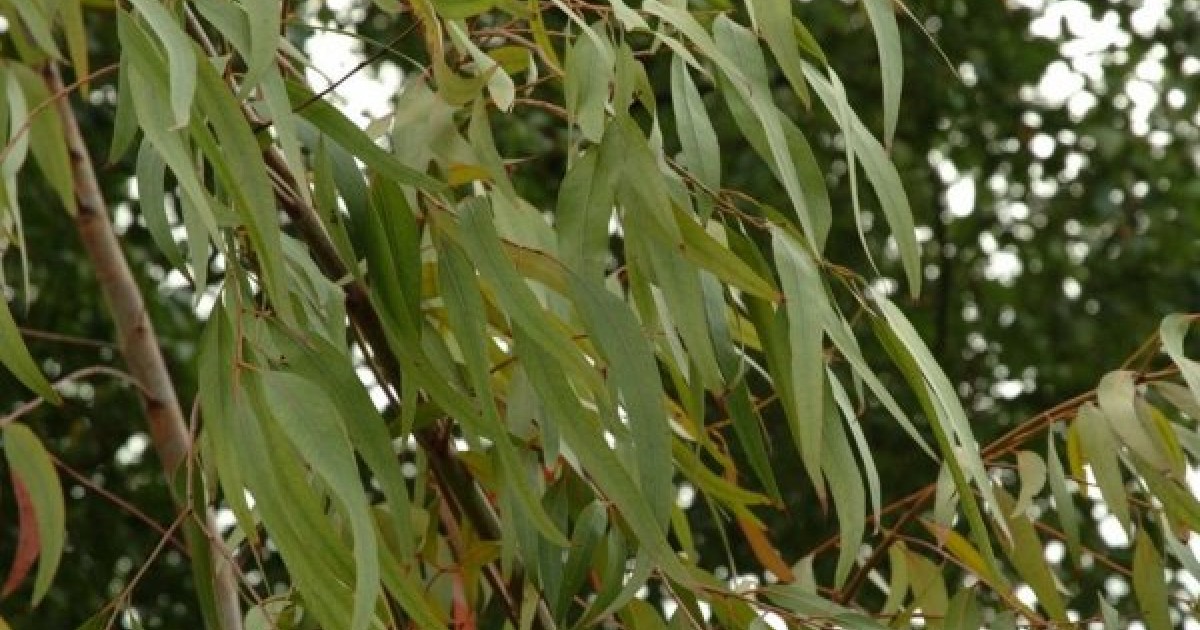 Buy Lemon Scented Gum (Eucalyptus Citriodora) 50+ seeds online Seeds