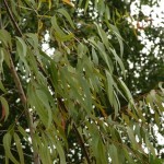 Lemon Scented Gum (Eucalyptus Citriodora) 100 seeds