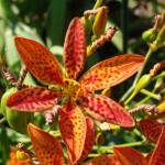 Leopard Lily (Belamcanda Chinensis) 10 seeds