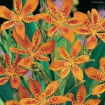 Leopard Lily (Belamcanda Chinensis) 50 seeds