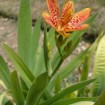 Leopard Lily (Belamcanda Chinensis) 20 seeds