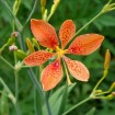 Leopard Lily (Belamcanda Chinensis) 50 seeds