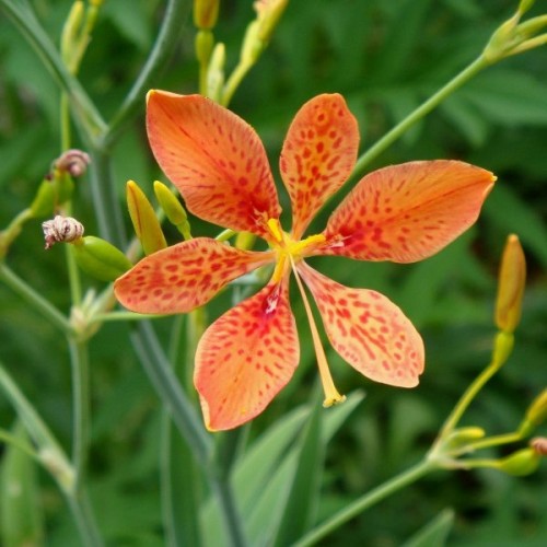 Leopard Lily (Belamcanda Chinensis) 20 seeds
