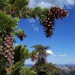 Lijiang Spruce (Picea Likiangensis) 25 seeds