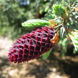 Lijiang Spruce (Picea Likiangensis) 25 seeds