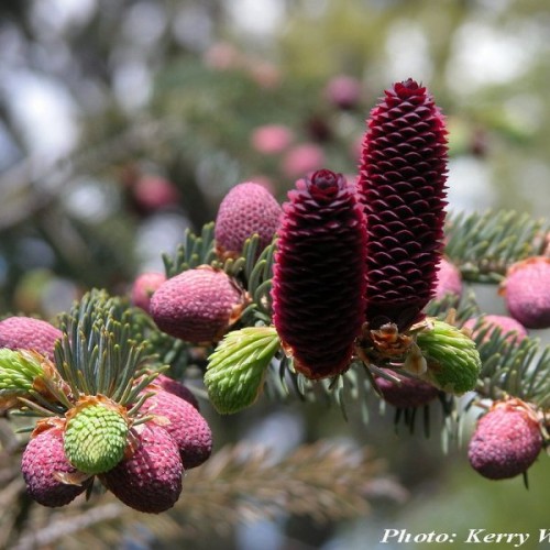 Lijiang Spruce (Picea Likiangensis) 15 seeds