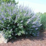 Lilac Chaste Tree (Vitex Agnus castus) 10 seeds