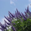 Lilac Chaste Tree (Vitex Agnus castus) 200 seeds