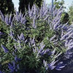 Lilac Chaste Tree (Vitex Agnus castus) 20 seeds