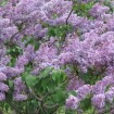 Lilac (Syringa Vulgaris) 20 seeds