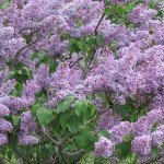 Lilac (Syringa Vulgaris) 50 seeds