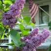 Lilac (Syringa Vulgaris) 50 seeds