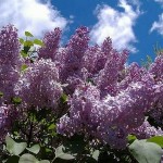Lilac (Syringa Vulgaris) 30 seeds