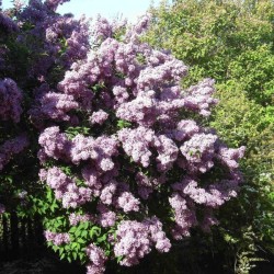 Lilac (Syringa Vulgaris) 30 seeds