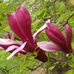 Lily Magnolia (Magnolia Liliflora) 5 seeds
